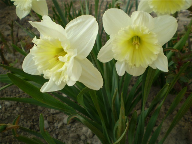 narcisi